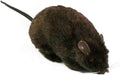 Furry Black Fake Rat Prop Scary Prank Mouse by HalloweenStore.com