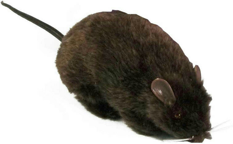 Furry Black Fake Rat Prop Scary Prank Mouse by HalloweenStore.com