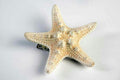 Mermaid Ivory Star Fish Seashell Hair Clip Costume Accessory by HalloweenStore.com
