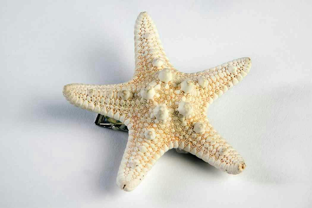 Mermaid Ivory Star Fish Seashell Hair Clip Costume Accessory by HalloweenStore.com