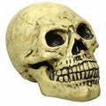 Life Sized Foam Human Skull Halloween Party Decoration Prop by HalloweenStore.com