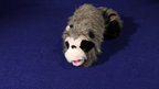 Roxie The Raccoon (Spring Animal) by Murphy's Magic Supplies, Inc.