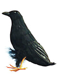 Giant Black Raven Bird Prop 10" by HalloweenStore.com