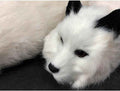 blue-ther Spring Animal (Rabbit Fur) Magic Tricks White Fox Raccoon Available Comedy Magia Stage Illusions Gimmicks Mentalism Props (White Fox)