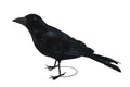 Realistic Giant Black Raven Bird Prop by HalloweenStore.com