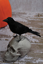 Realistic Giant Black Raven Bird Prop by HalloweenStore.com