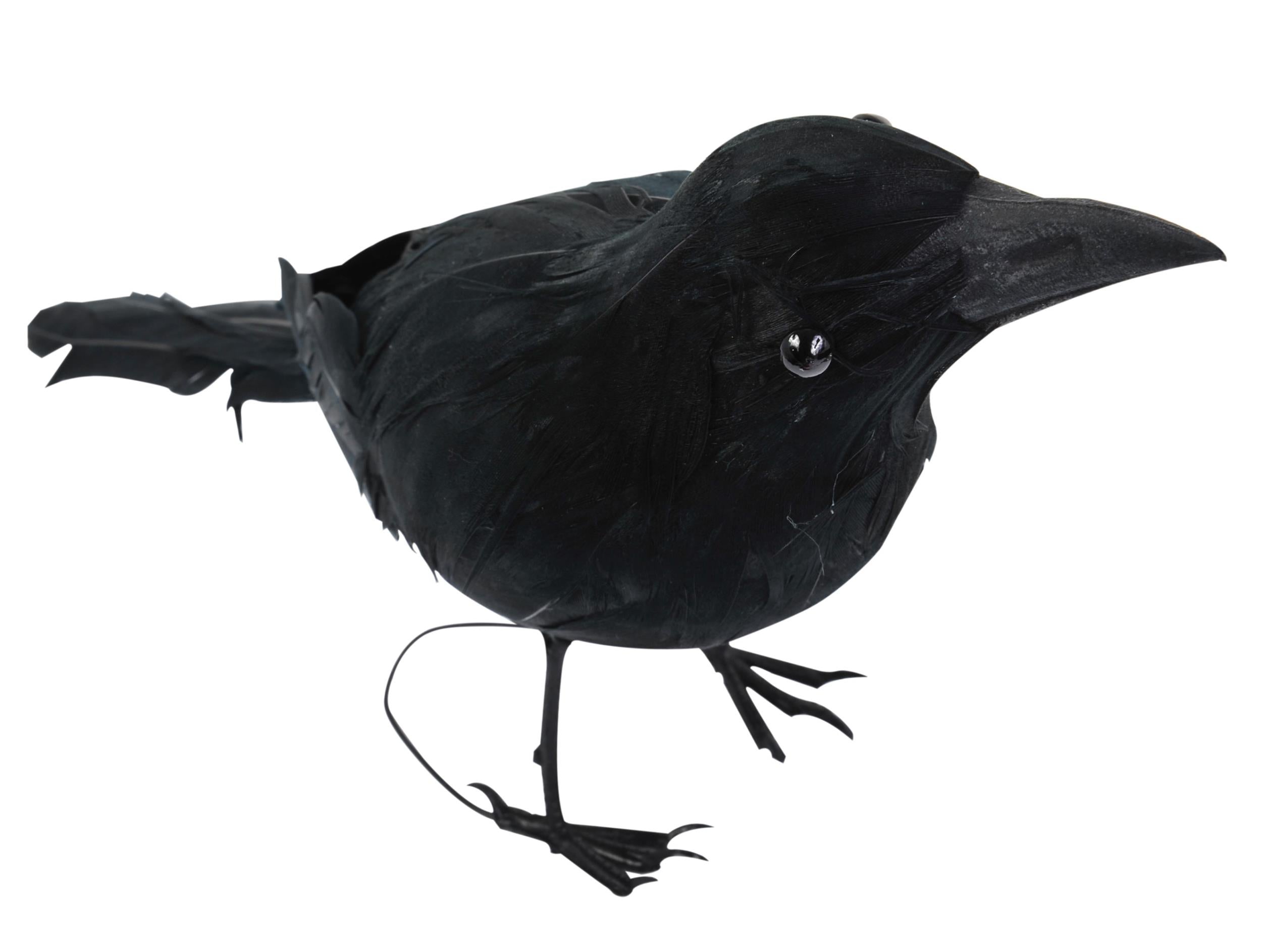 Realistic Giant Black Raven Bird Prop by HalloweenStore.com