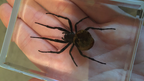 Ominous Deck (Spider) by Diamond Jim Tyler by Murphy's Magic Supplies, Inc.