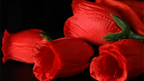 The Rose 2.0 (Red) by Bond Lee & Wenzi Magic by Murphy's Magic Supplies, Inc.