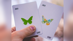 Butterfly Seasons Playing Cards Marked (Spring) by Ondrej Psenicka by Murphy's Magic Supplies, Inc.