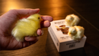 THE FINAL LOAD (Baby Chicks) by Murphy's Magic by Murphy's Magic Supplies, Inc.