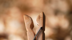 PIN by Flat Base & TCC Magic by Murphy's Magic Supplies, Inc.