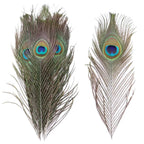 Premium Peacock Eye Feathers 10PC