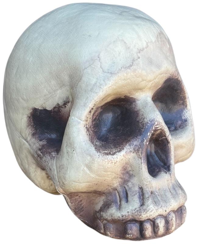 Skeleton Skull Prop by Masquerade