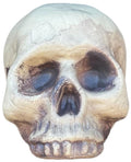 Skeleton Skull Prop by Masquerade