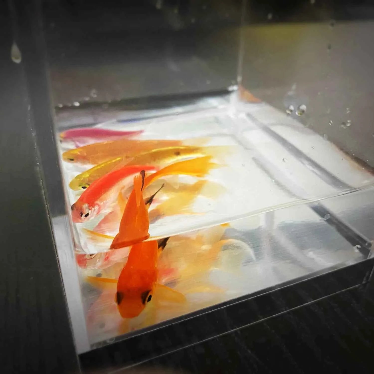 Mystic Aquarium by J.C Magic Tricks Fish Appearing in Empty Tank Production Magia Stage Street Illusions Gimmicks Mentalism Prop - Big Tim's Magic Emporium