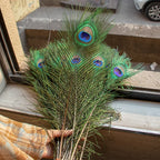 Wholesale Real Peacock Feathers (50-100/lot)