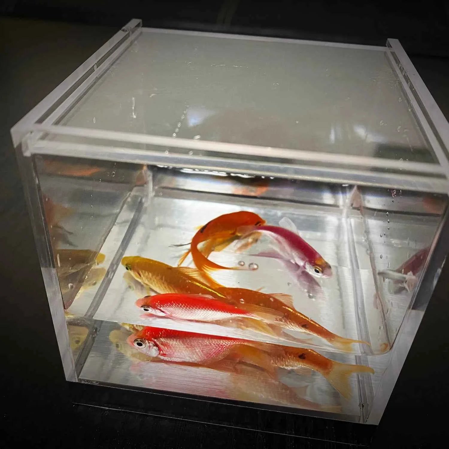 Mystic Aquarium by J.C Magic Tricks Fish Appearing in Empty Tank Production Magia Stage Street Illusions Gimmicks Mentalism Prop - Big Tim's Magic Emporium