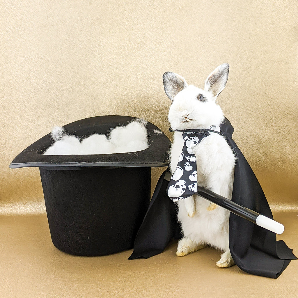 https://i.etsystatic.com/7471781/r/il/84aff8/4266948916/il_fullxfull.4266948916_9fvv.jpg