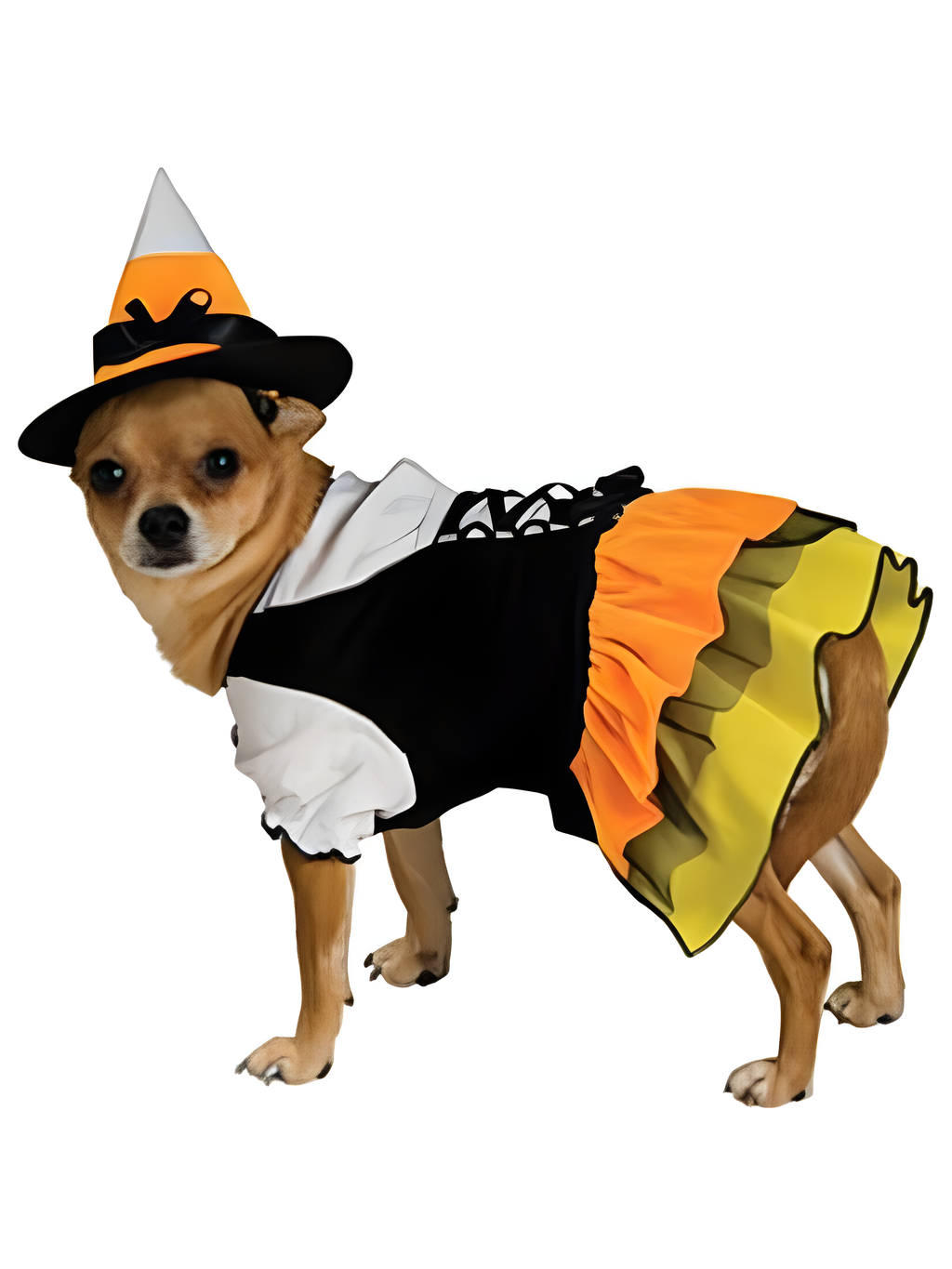 Candy Corn Witch Dog Costume by Masquerade