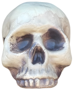 Skeleton Skull Prop by Masquerade